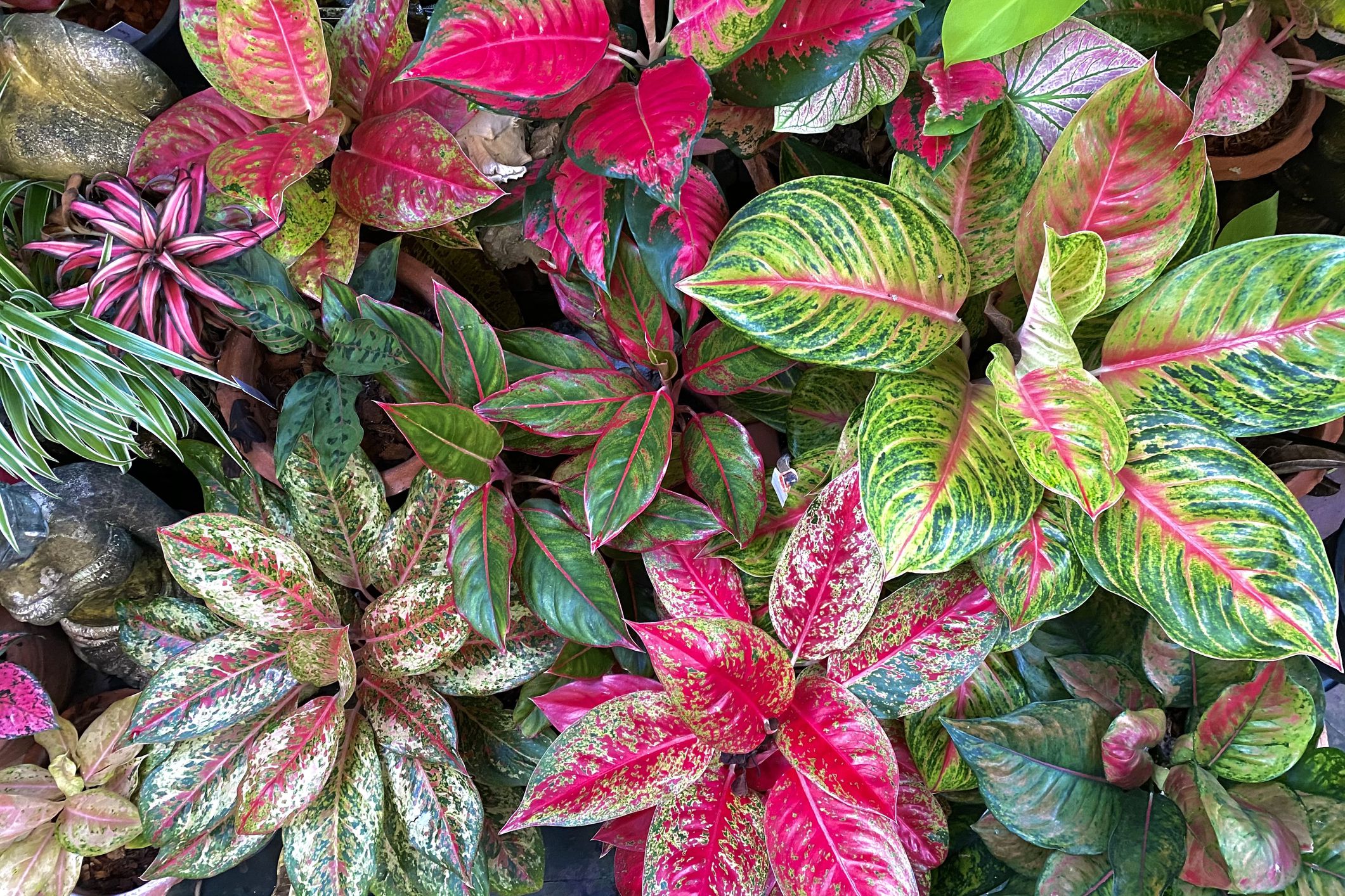 Pink Dalmatian Aglaonema Care